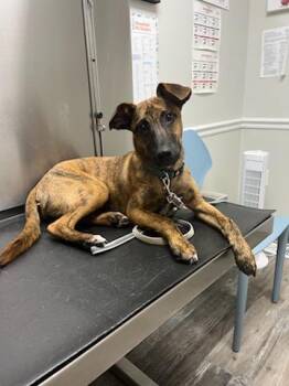 Mixed Breed and Basenji Dogs Available for Adoption in Freehold, New Jersey - Stella | PetCurious
