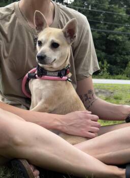 Delwin -  Chihuahua Dog for Adoption in Portland, Maine - Delwin | PetCurious