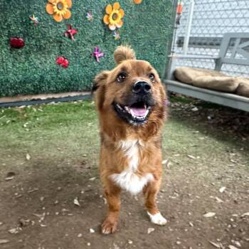 Nemo -  Norfolk Terrier and Shetland Sheepdog Sheltie Dog for Adoption in Austin, Texas - Nemo | PetCurious