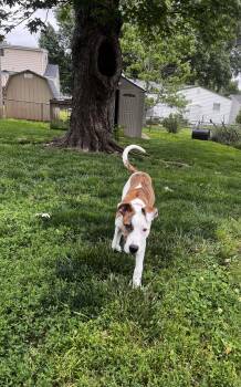 Pit Bull Terrier and Great Dane Dogs Available for Adoption in Fenton, Missouri - Willa | PetCurious