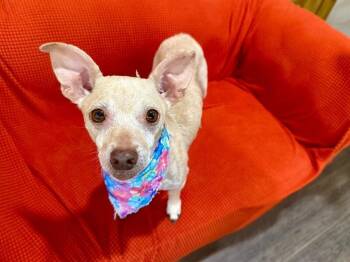 Honey Bee Your Heart -  Chihuahua and Jack Russell Terrier Dog for Adoption in Friendswood, Texas - Honey Bee Your Heart | PetCurious