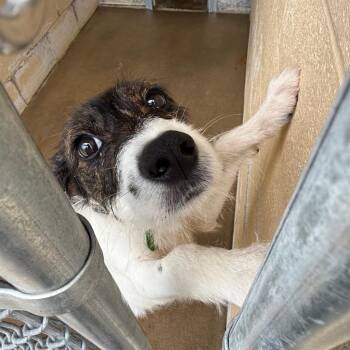 Chloe -  Rat Terrier Dog for Adoption in Waldorf, Maryland - Chloe | PetCurious