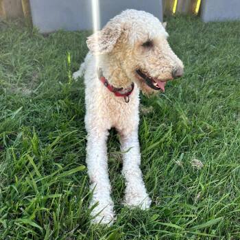 Alfredo -  Standard Poodle and Mixed Breed Dog for Adoption in Fayetteville, Arkansas - Alfredo | PetCurious