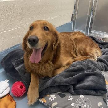 Ellie -  Golden Retriever Dog for Adoption in Brockton, Massachusetts - Ellie | PetCurious