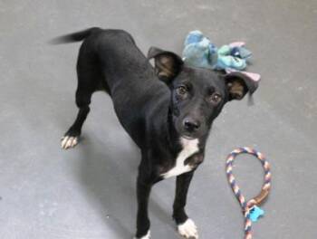 Suze -  Labrador Retriever and Mixed Breed Dog for Adoption in Picayune, Mississippi - Suze | PetCurious