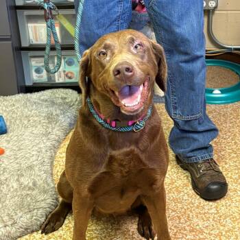Karma -  Chocolate Labrador Retriever Dog for Adoption in Chehalis, Washington - Karma | PetCurious