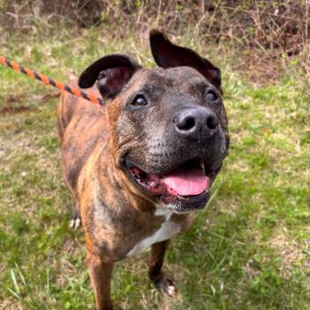 Pip Pip Cheerio -  Pit Bull Terrier Dog for Adoption in York, Pennsylvania - Pip Pip Cheerio | PetCurious