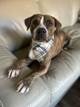Billy -  American Staffordshire Terrier Dog for Adoption in Olympia, Washington - Billy | PetCurious