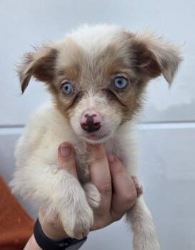 Betty -  Australian Shepherd Dog for Adoption in Malvern, Pennsylvania - Betty | PetCurious