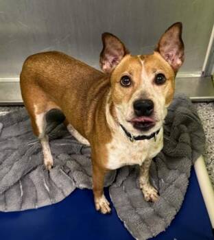 Promenade -  Australian Cattle Dog Blue Heeler and Mixed Breed Dog for Adoption in Kansas City, Missouri - Promenade | PetCurious