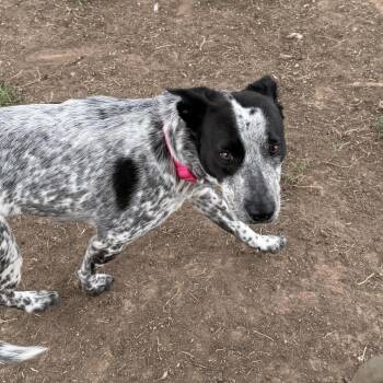 Mixed Breed Dogs Available for Adoption - Sassy | PetCurious