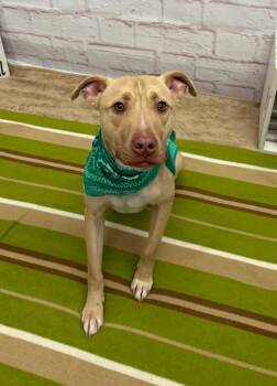 Pit Bull Terrier and Mixed Breed Dogs Available for Adoption in Oxford, Michigan - Sam | PetCurious