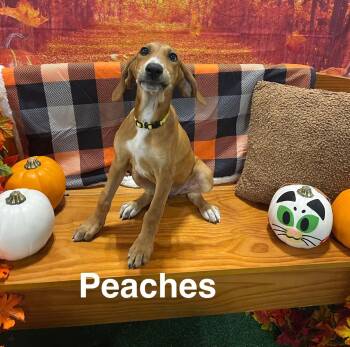 Peaches (P Litter) -  Great Pyrenees and Hound Dog for Adoption in Holly Springs, North Carolina - Peaches (P Litter) | PetCurious
