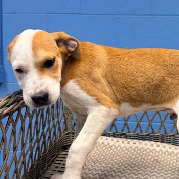Monte -  Hound Dog for Adoption in Belleville, Illinois - Monte | PetCurious