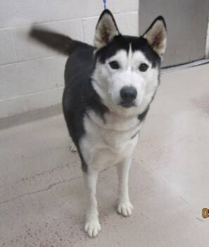 (811) -  Siberian Husky Dog for Adoption in Marietta, Georgia - (811) | PetCurious
