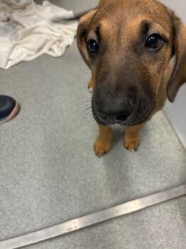 Hound Dogs Available for Adoption in Bloomington, Indiana - Kiwi | PetCurious