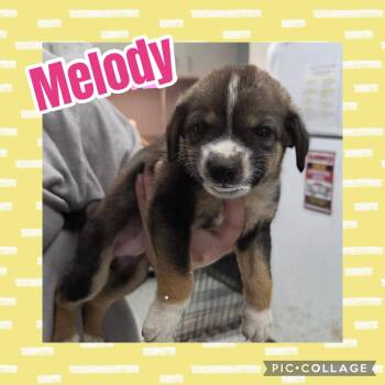 Melody -  German Shepherd Dog and Labrador Retriever Dog for Adoption in Ringwood, New Jersey - Melody | PetCurious