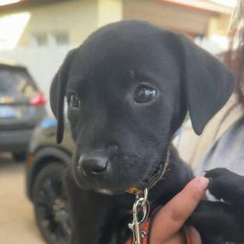 Mixed Breed Dogs Available for Adoption in West Olive, Michigan - Sydney | PetCurious