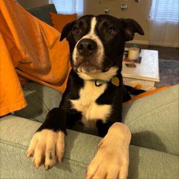 Mixed Breed and Collie Dogs Available for Adoption in Auburn, Alabama - Juice | PetCurious