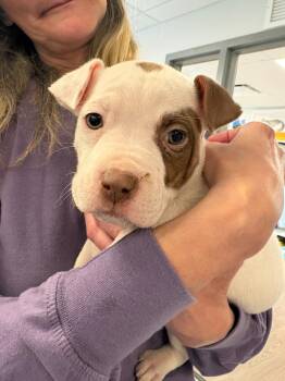 Staffordshire Bull Terrier Dogs Available for Adoption in New Kensington, Pennsylvania - Fran | PetCurious