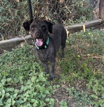 Rescue Poodle and Mixed Breed Dogs for Adoption in Fort Worth, Texas - Summit | PetCurious