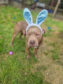 Pit Bull Terrier Dogs Available for Adoption in Dover, Arkansas - Atlas | PetCurious