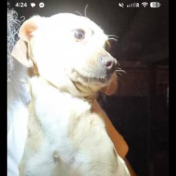 Chihuahua and Dachshund Dogs Available for Adoption in Madison, Wisconsin - Mila | PetCurious