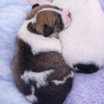 Mixed Breed Dogs Available for Adoption in Durham, North Carolina - Kikki | PetCurious