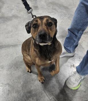 Bella -  Pit Bull Terrier Dog for Adoption in Billings, Montana - Bella | PetCurious