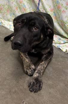 A055126 -  German Shepherd Dog Dog for Adoption in Rosenberg, Texas - A055126 | PetCurious
