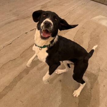 Hound and Pit Bull Terrier Dogs Available for Adoption in Durango, Colorado - Timmy | PetCurious
