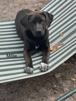 Rescue Terrier and Labrador Retriever Dogs for Adoption in Melrose, Florida - Millie | PetCurious
