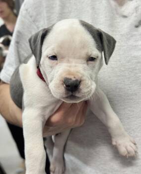 Labrador Retriever Dogs Available for Adoption in The Woodlands, Texas - Mirabel | PetCurious