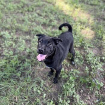 Labrador Retriever and Terrier Dogs Available for Adoption in Carencro, Louisiana - Totino | PetCurious