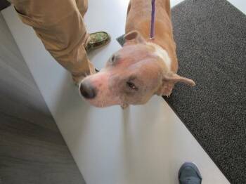 GORDA -  Pit Bull Terrier Dog for Adoption in Ocala, Florida - GORDA | PetCurious
