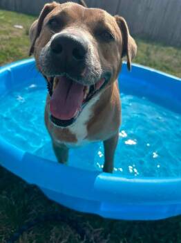 Pup pup -  Mixed Breed Dog for Adoption in Taycheedah, Wisconsin - Pup Pup | PetCurious