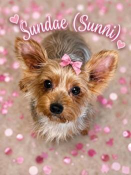 Sundae -  Yorkshire Terrier Dog for Adoption in Oak Creek, Wisconsin - Sundae | PetCurious