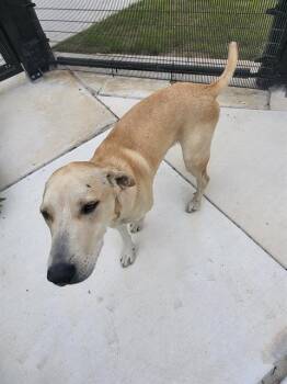 Labrador Retriever Dogs Available for Adoption in San Antonio, Texas - MOOSE | PetCurious