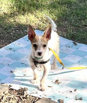 Petey a lil wire haired cat lover -  Chihuahua and Cairn Terrier Dog for Adoption in Lockhart, Texas - Petey A Lil Wire Haired Cat Lover | PetCurious