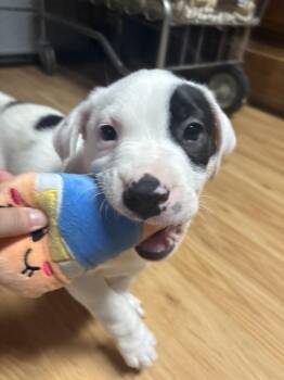 Mixed Breed Dogs Available for Adoption - Moe | PetCurious