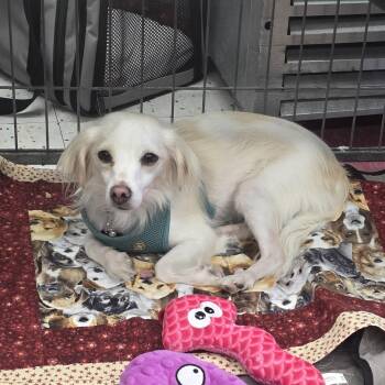 Louis -  Pomeranian and Chihuahua Dog for Adoption in Lancaster, California - Louis | PetCurious