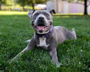 Rescue Mixed Breed Dogs for Adoption in West Chester, Pennsylvania - Maxine | PetCurious