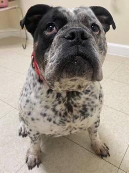 English Bulldog and Mixed Breed Dogs Available for Adoption in Fall River, Massachusetts - Olivia | PetCurious