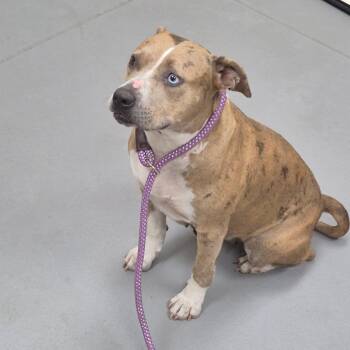 10/07/2026-Stray-LongMontLane -  Mixed Breed Dog for Adoption in Columbus, Georgia - 10/07/2026-Stray-LongMontLane | PetCurious