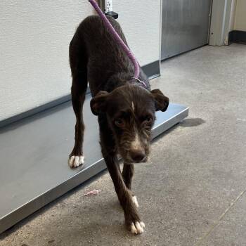 Muriel -  Mixed Breed Dog for Adoption in Las Cruces, New Mexico - Muriel | PetCurious