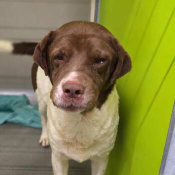 Bea2242 "Grandpa Pete" -  Labrador Retriever Dog for Adoption in San Jacinto, California - Bea2242 "Grandpa Pete" | PetCurious
