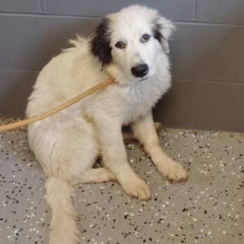 TUSC-Stray-85846 -  Collie Dog for Adoption in Tuscaloosa, Alabama - TUSC-Stray-85846 | PetCurious