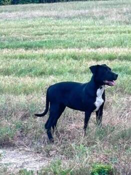 Sally -  Hound Dog for Adoption in New Bedford, Massachusetts - Sally | PetCurious