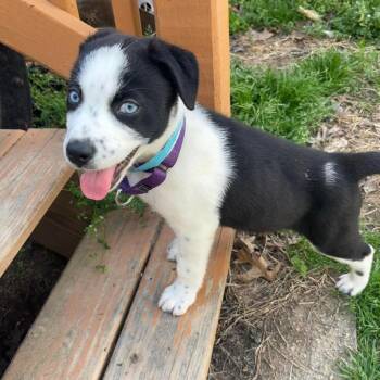 Mixed Breed Dogs Available for Adoption in Fredericksburg, Virginia - Rita | PetCurious