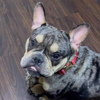 Guinness -  French Bulldog Dog for Adoption in New York, New York - Guinness | PetCurious